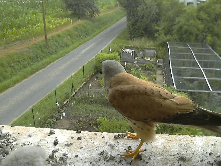 Frame_2021-07-29_10-36-07 10:36 the cock brings a mouse