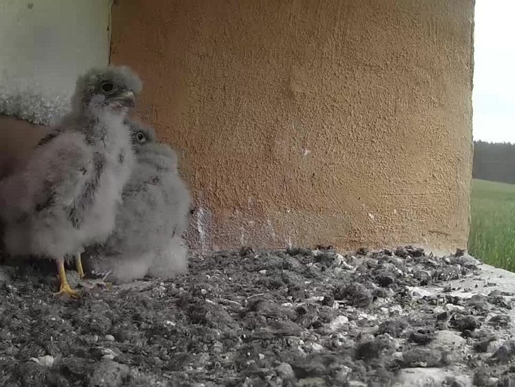 2021-07-30 09-38-13 video 09:38 exercises and a squit