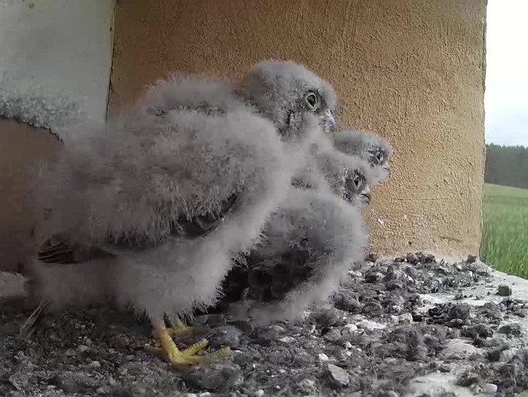 2021-07-30 13-43-02 video 13:43 the cock finally brings food which results in a lot of hungry chicks fighting