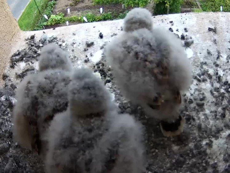 2021-07-30 13-43-13 video 13:43 the cock finally brings food which results in a lot of hungry chicks fighting