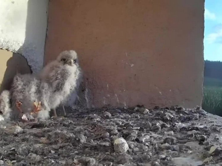 20210730_090306_edit1-0657 video 06:57 cock brings first food of the day