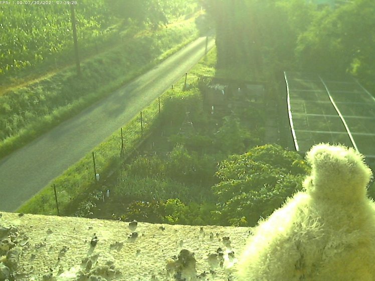 Frame_2021-07-30_07-39-28 07:39 looking out for food