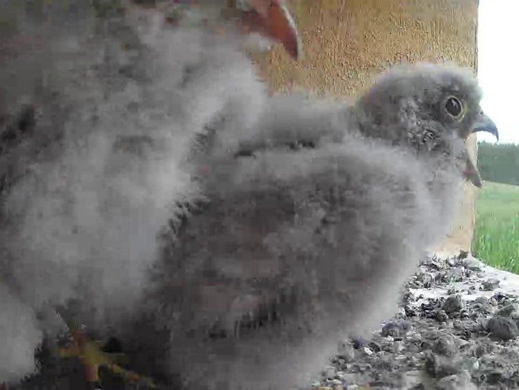 Frame_2021-07-30_13-43-27 13:43 the cock arrives but is not really welcomed