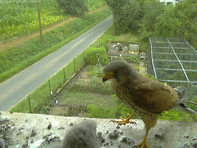 Frame_2021-07-30_13-43-28 13:43 the cock arrives