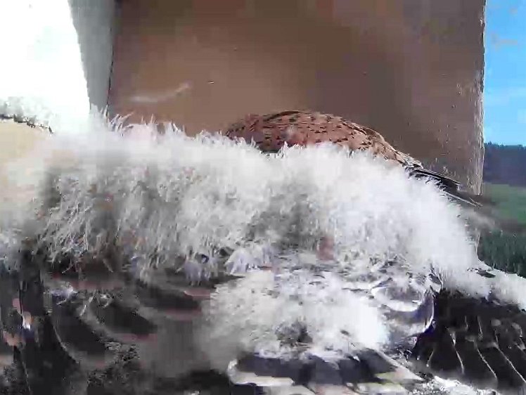 Frame_2021-07-31_08-31-20 08:31 cock brings food