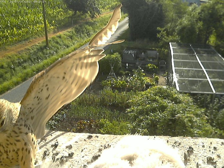 Frame_2021-07-31_08-31-21 08:31 cock brings food