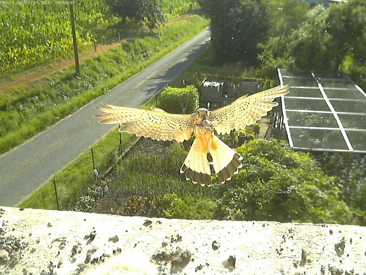 Frame_2021-07-31_08-58-55 08:58 cock brings food