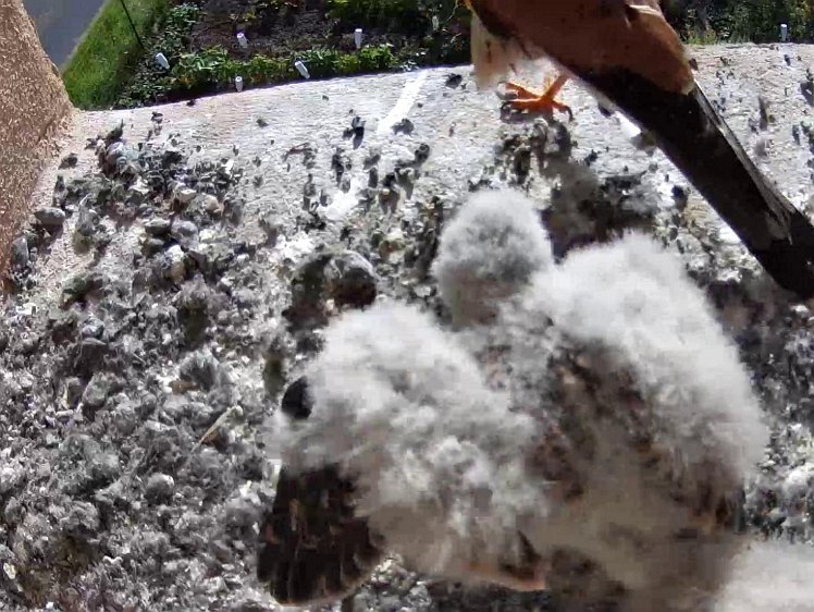 Frame_2021-07-31_08-58-58 08:58 cock brings food