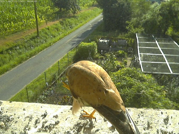 Frame_2021-07-31_08-58-59 08:58 cock brings food