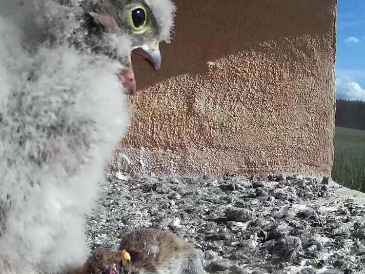 Frame_2021-07-31_09-36-18 09:36