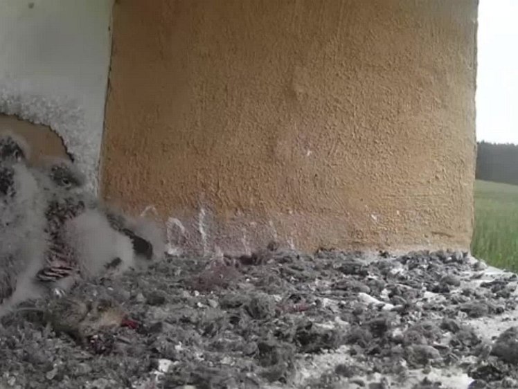 20210801_100410_edit1-0945 video 09:43 cock brings food