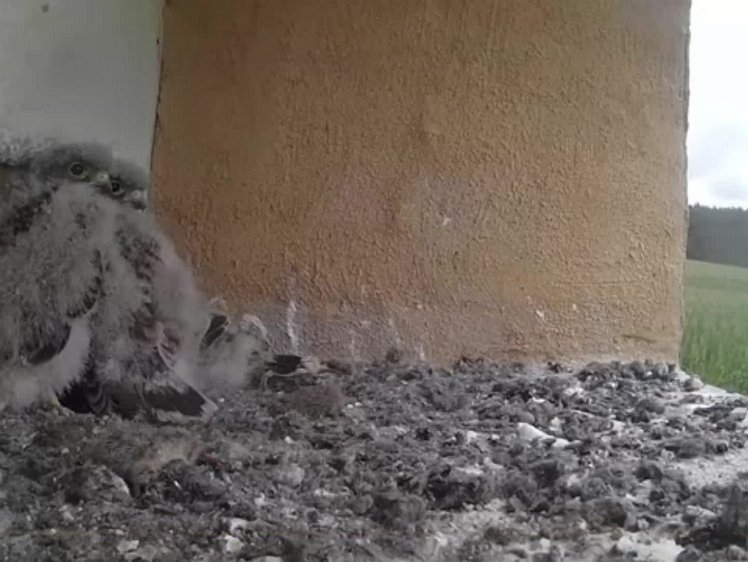 20210801_101944_edit1-0955 video 09:55 cock brings food