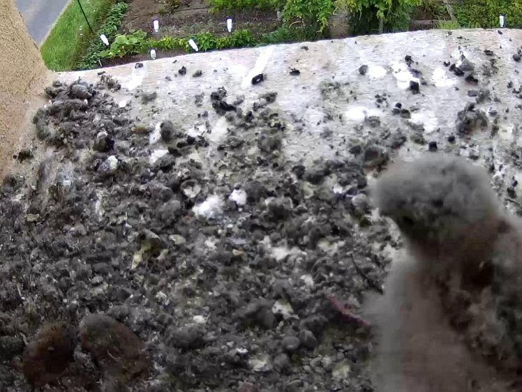 Frame_2021-08-01_07-46-46 07:46 still uneaten food