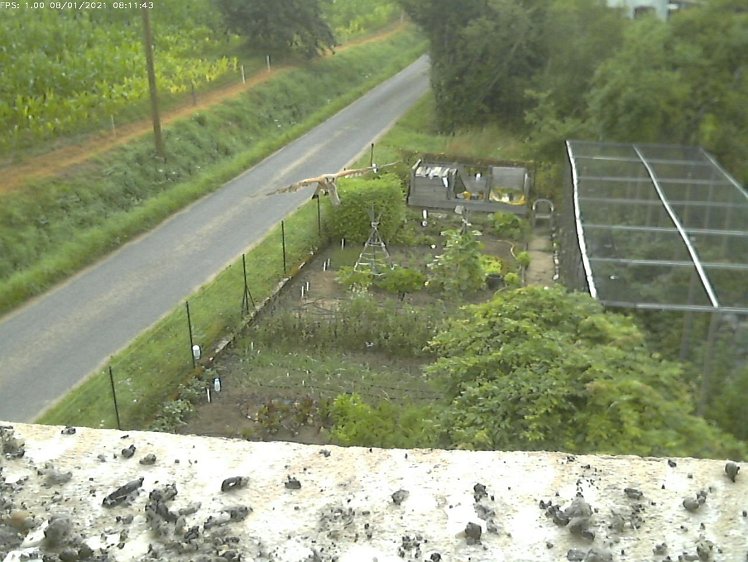 Frame_2021-08-01_08-11-43 08:11 cock bringing a mouse