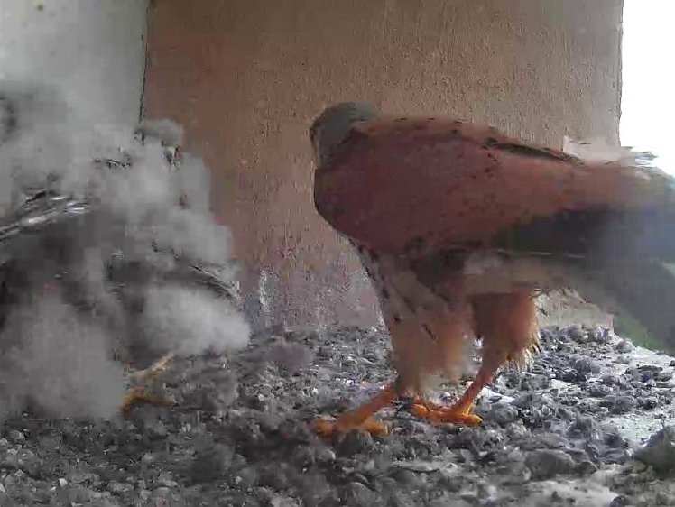 Frame_2021-08-01_08-11-45 08:11 cock brings mouse