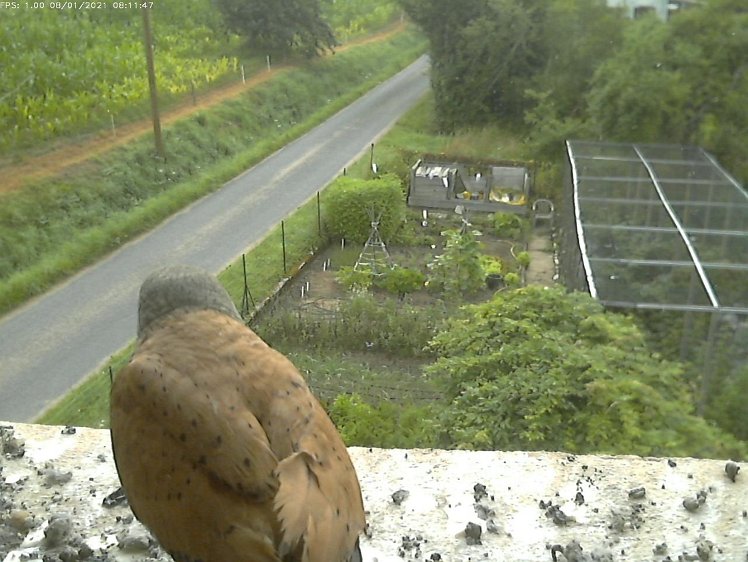 Frame_2021-08-01_08-11-47-c270 08:11 cock leaves