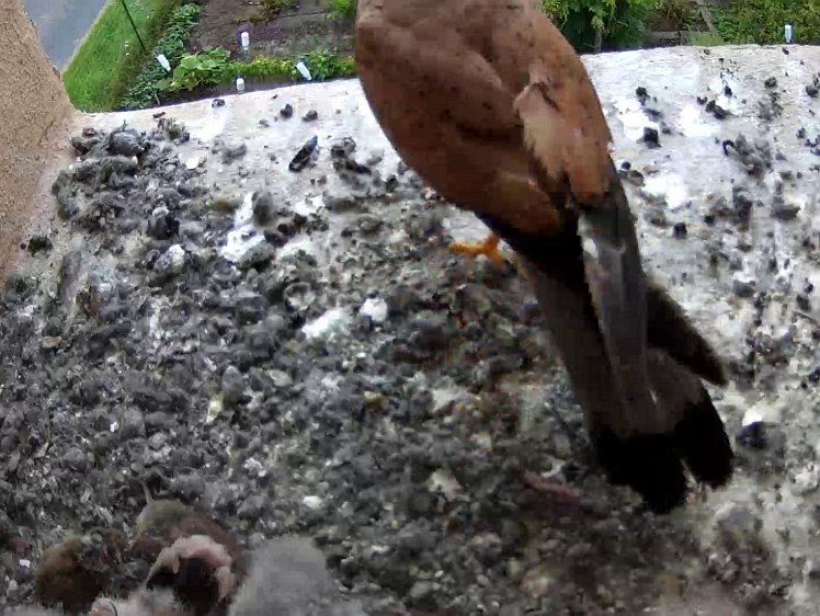 Frame_2021-08-01_08-11-47 08:11 cock leaves