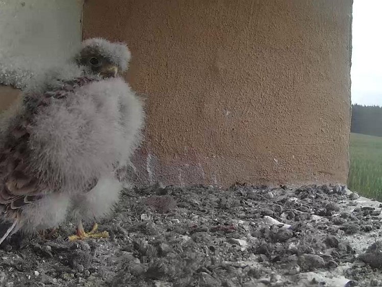 Frame_2021-08-01_08-13-26 08:13 the down is disappearing rapidly