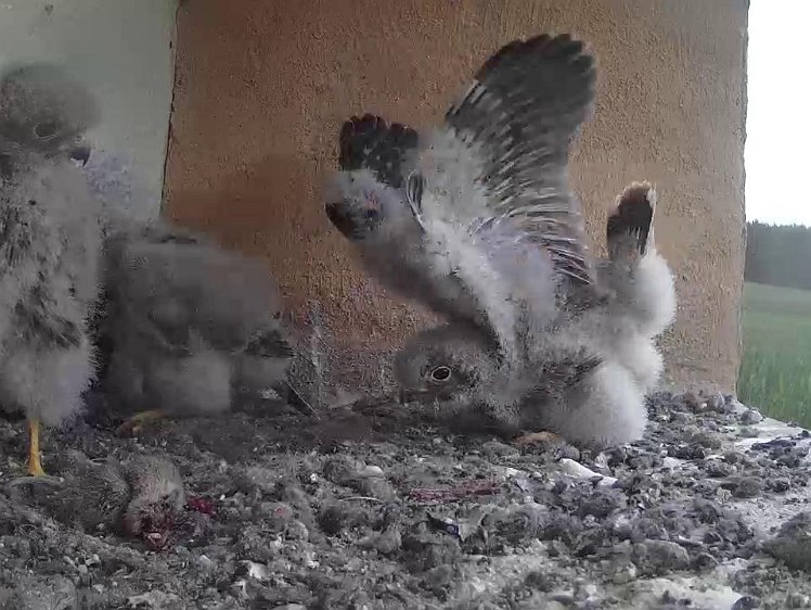 Frame_2021-08-01_08-23-53-c100 08:23 flapping