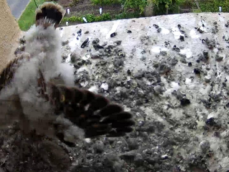 Frame_2021-08-01_08-23-53 08:23 flapping