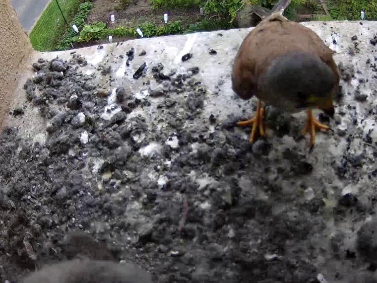 Frame_2021-08-01_09-43-34 09:43 cock brings food