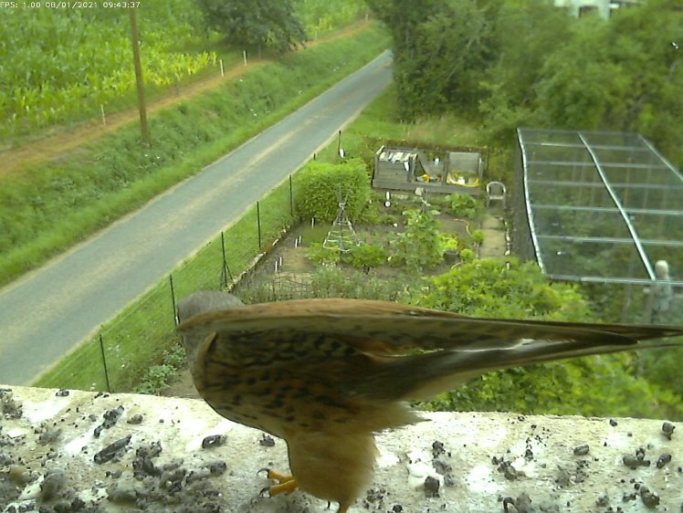 Frame_2021-08-01_09-43-37-c270 09:43 cock leaves