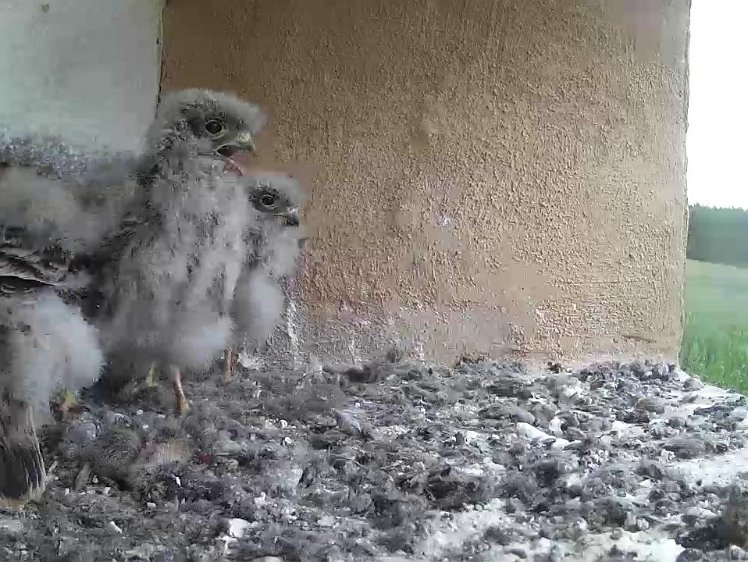 Frame_2021-08-01_09-43-37 09:43 cock arrives