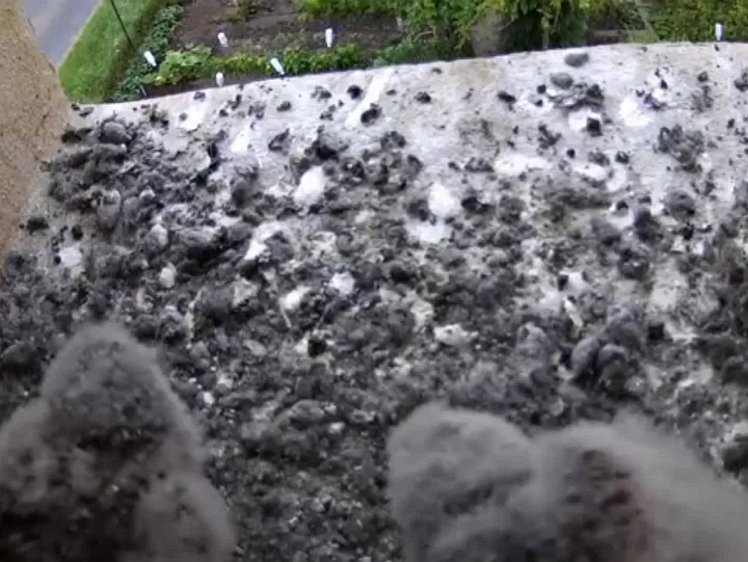 20210802_105443_edit1-0746 video 0746 cock brings food