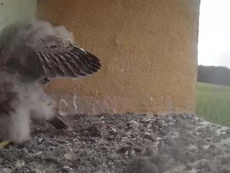 20210802_105715_edit1-1056 video 10:56 having a flap