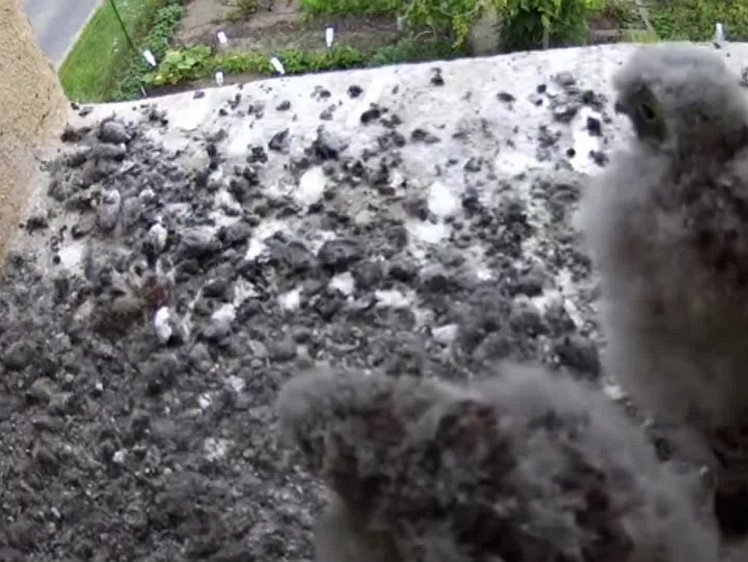 20210802_131517_edit1-1219 video 12:19 cock delivers