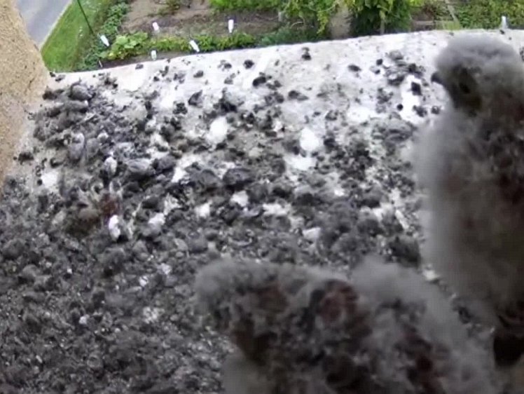 20210802_131748_edit1-1223 video 1223 cock delivers