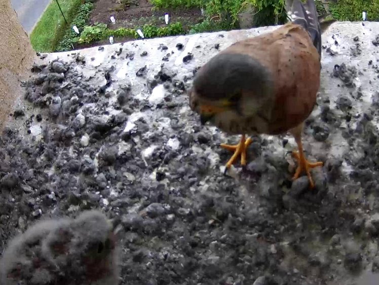 Frame_2021-08-02_07-46-32-C200 07:46 first food brought by cock