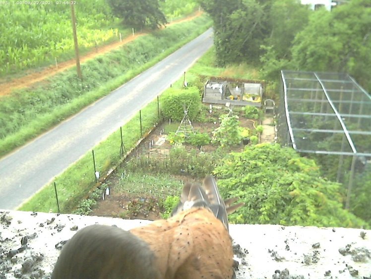 Frame_2021-08-02_07-46-32-C270 07:46 first food brought by cock