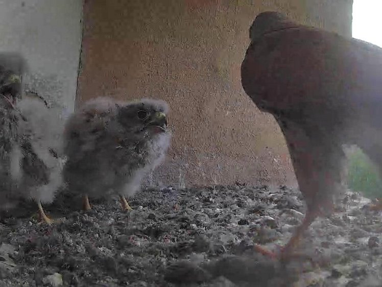 Frame_2021-08-02_07-46-32 07:46 first food brought by cock The camera box has been "washed" again and images are now even less clear