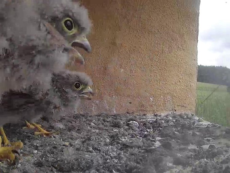 Frame_2021-08-02_12-19-04 12:19 cock