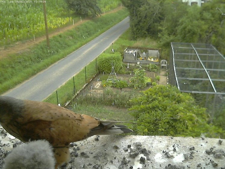 Frame_2021-08-02_12-19-06 12:19 cock