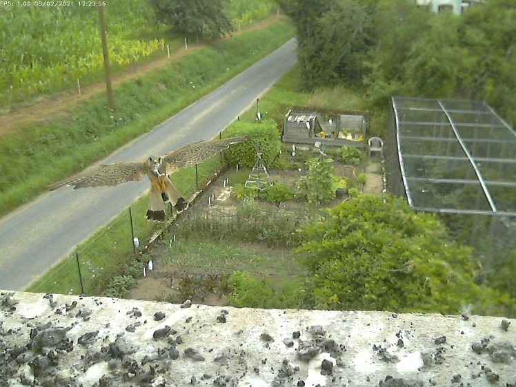 Frame_2021-08-02_12-23-56 12:23 cock