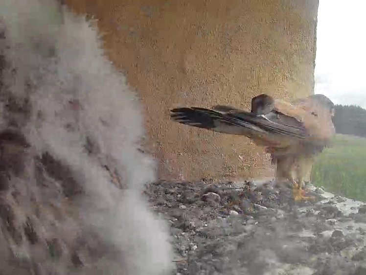 Frame_2021-08-02_12-23-57 12:23 cock