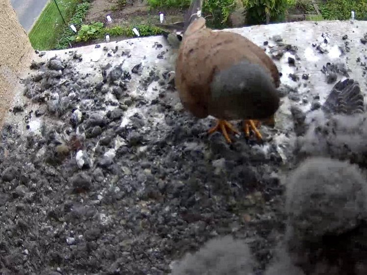 Frame_2021-08-02_12-38-01 12:38 cock