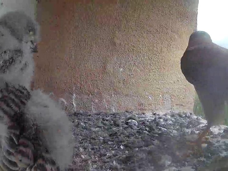 Frame_2021-08-02_12-38-04 12:38 cock