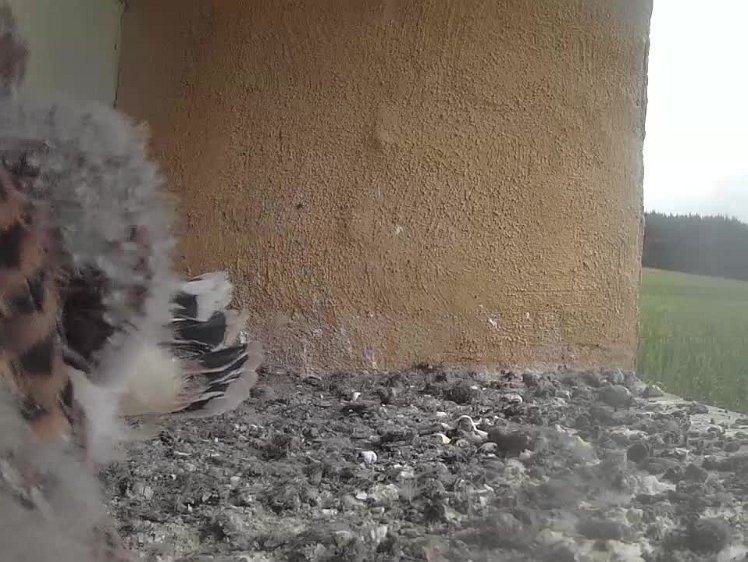 2021-08-03 10-23-09 video 10:23 pulling out down feathers (and eating them)