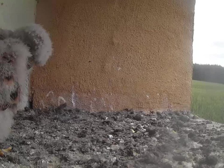 2021-08-03 10-35-55 video 10:35 still waiting for food