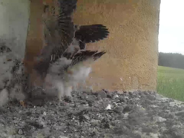 2021-08-03 10-50-17 video 10:50 exercising while waiting for food