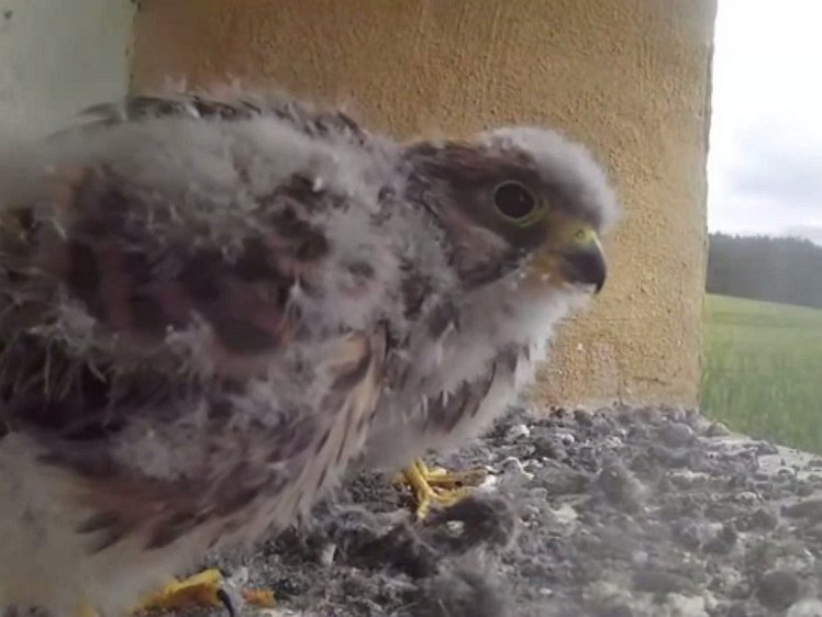 20210803_105534_edit1-1055 video 10:54 cock brings first meal of the day