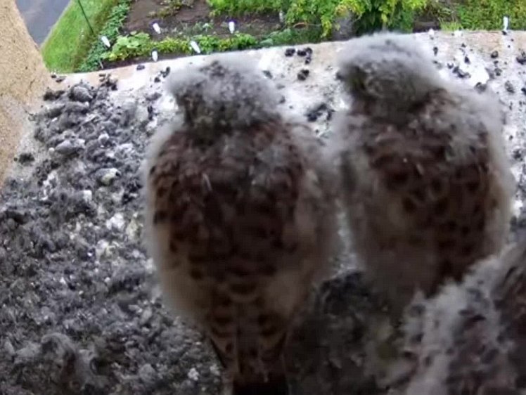 20210803_111046_edit1-1054 video 10:54 cock brings food