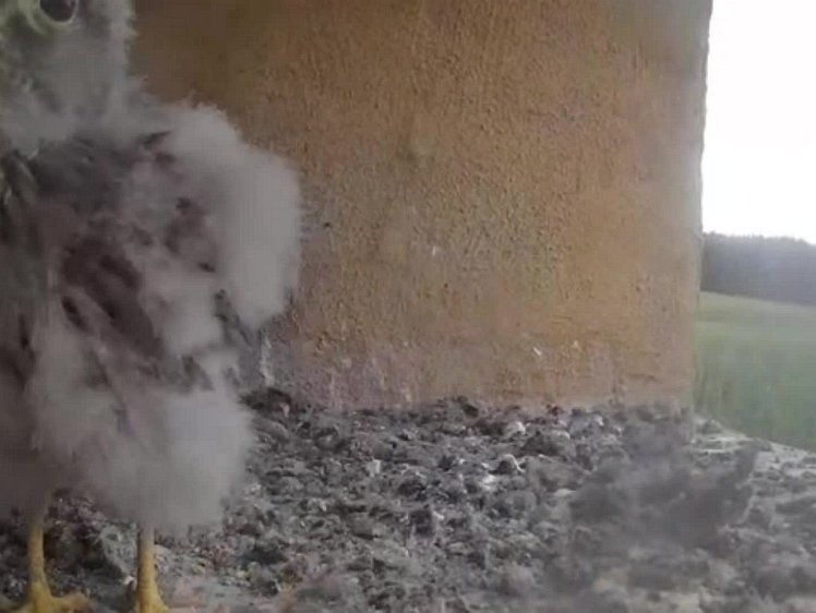 20210803_132742_edit1-1147 video 11:47 cock brings food