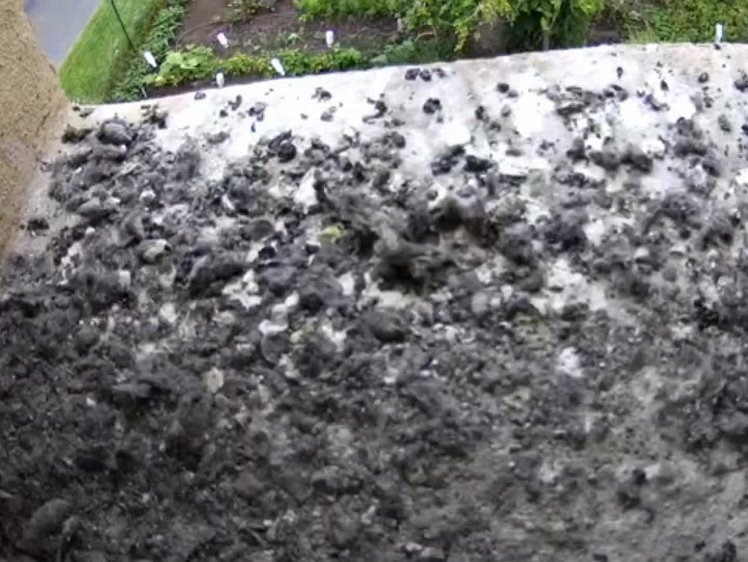 20210803_133158_edit1-1222 video 12:22 cock brings food