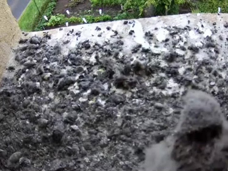 20210803_133516_edit1-1147 video 11:47 cock brings food