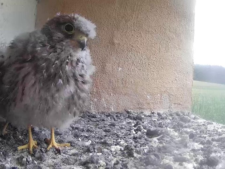 Frame_2021-08-03_08-12-54 08:12 rain today. No food yet