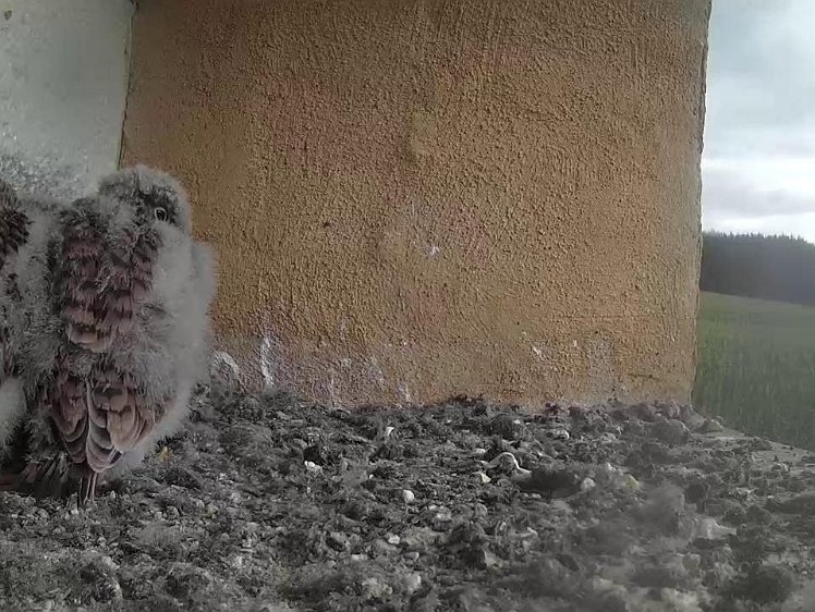 Frame_2021-08-03_09-31-50 09:31 still for food